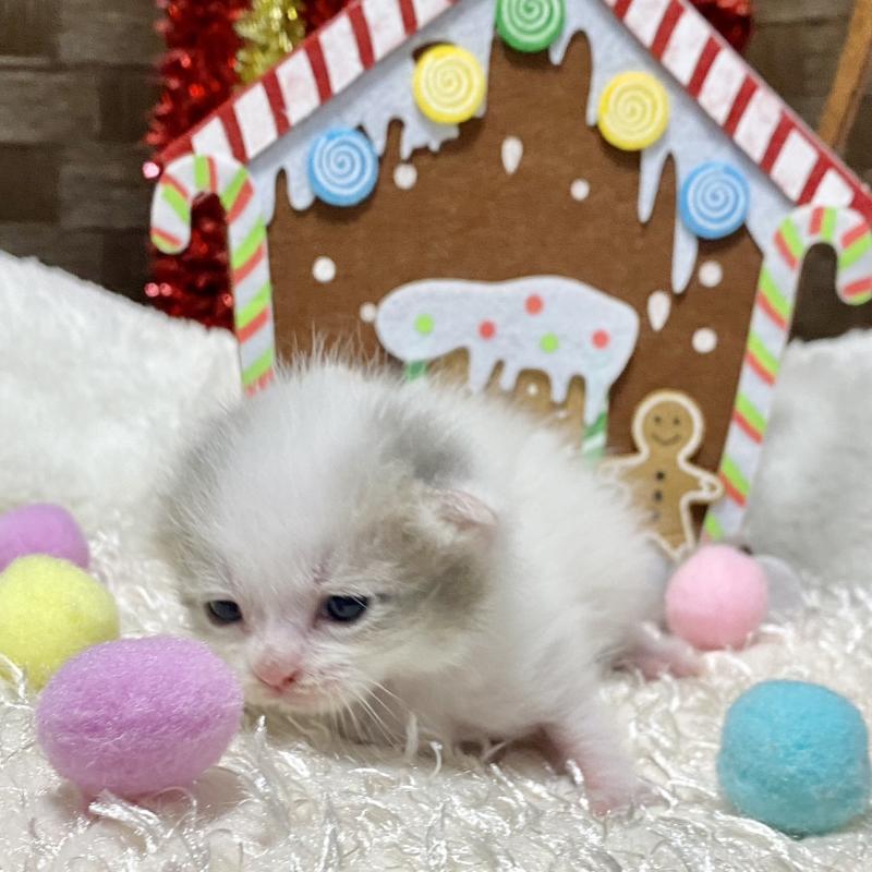 販売中の愛知県のマンチカン-130940の3枚目