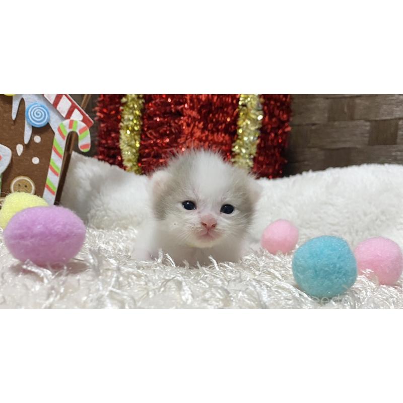 販売中の愛知県のマンチカン-130940の2枚目