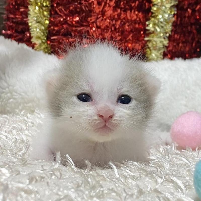 販売中の愛知県のマンチカン-130940の1枚目