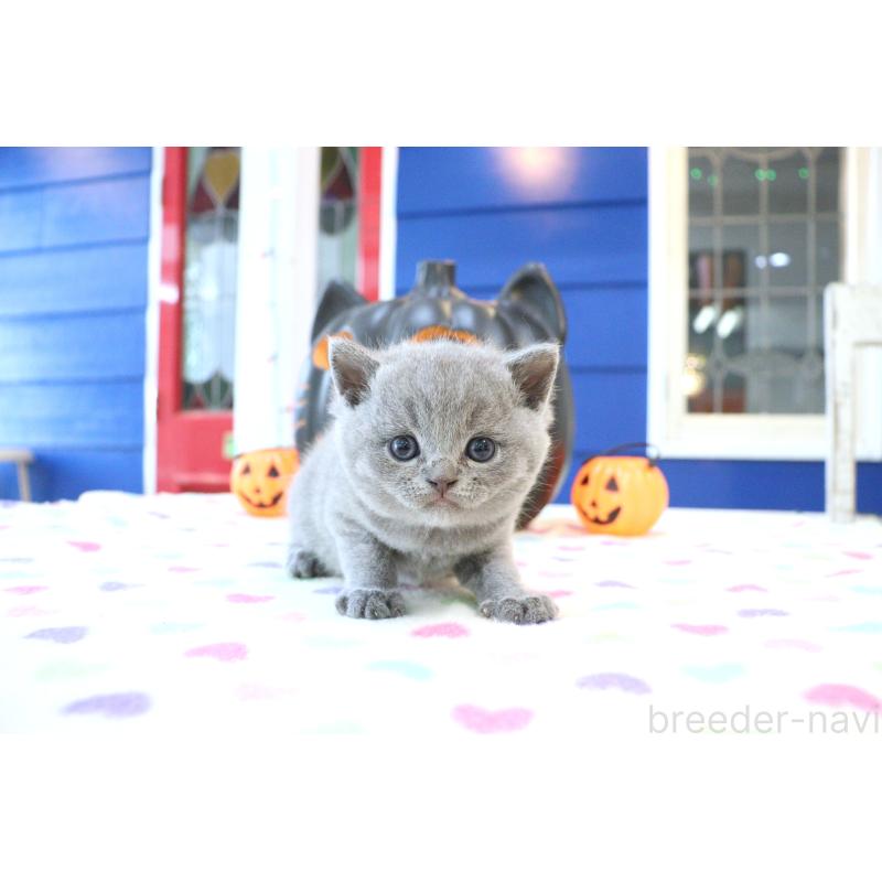 販売中の大阪府のブリティッシュショートヘア-130941の8枚目