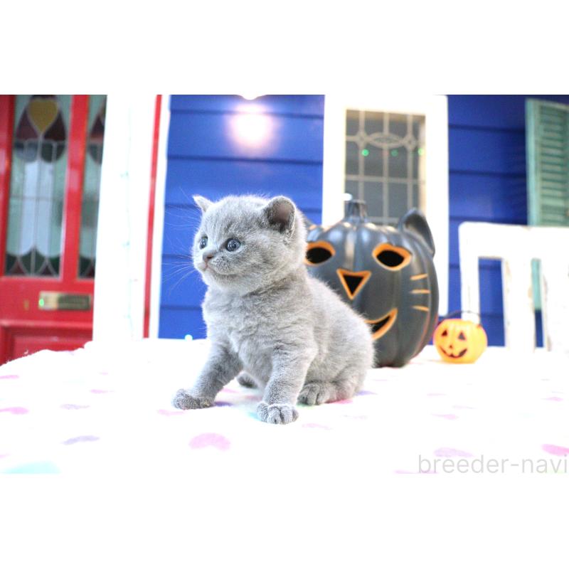 販売中の大阪府のブリティッシュショートヘア-130941の7枚目