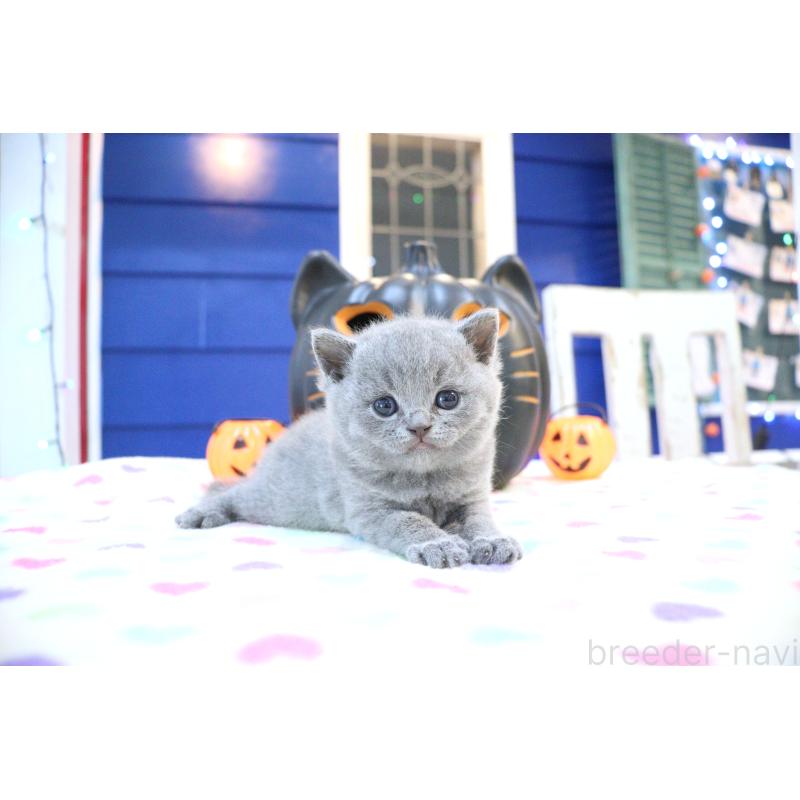 販売中の大阪府のブリティッシュショートヘア-130941の6枚目