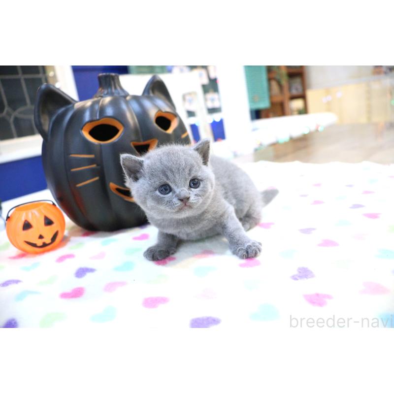 販売中の大阪府のブリティッシュショートヘア-130941の5枚目