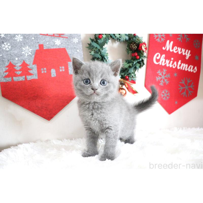 販売中の大阪府のブリティッシュショートヘア-130941の1枚目