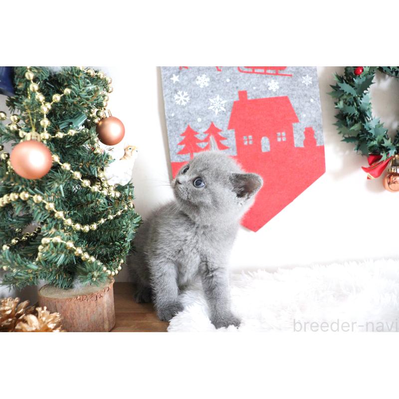 販売中の大阪府のブリティッシュショートヘア-130941の4枚目