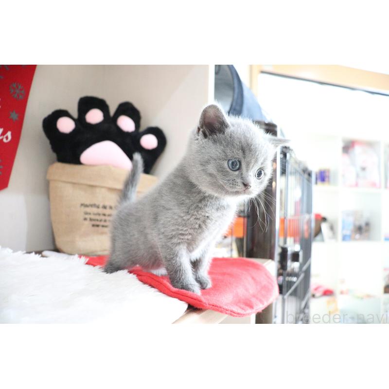 販売中の大阪府のブリティッシュショートヘア-130941の3枚目