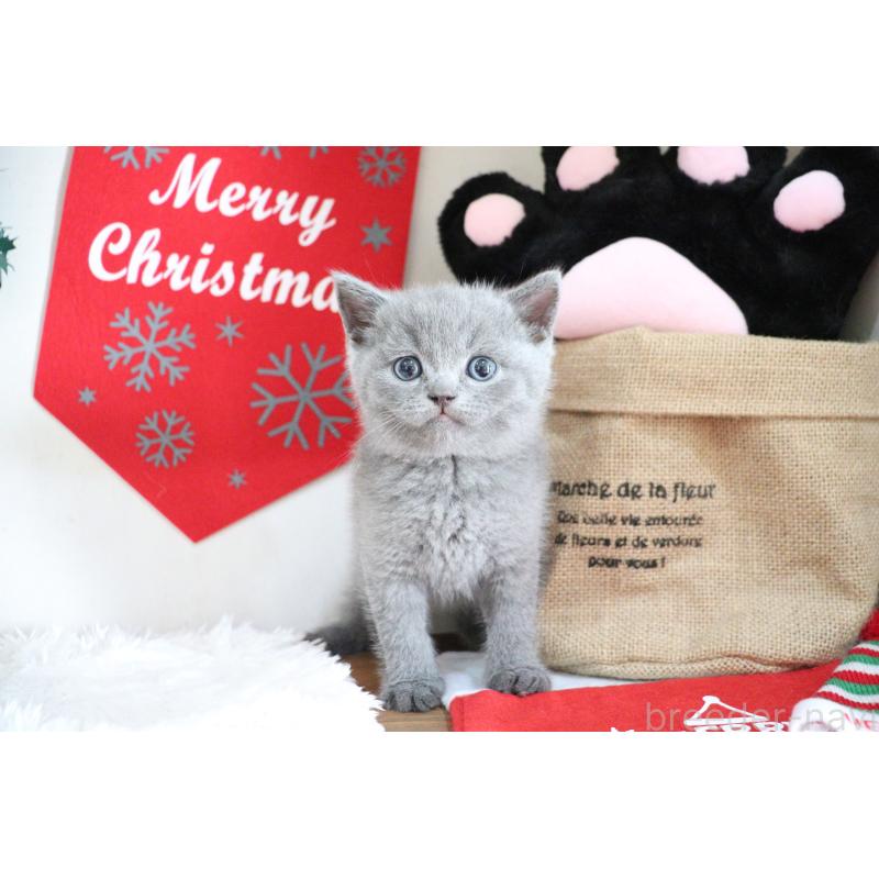 販売中の大阪府のブリティッシュショートヘア-130941の2枚目