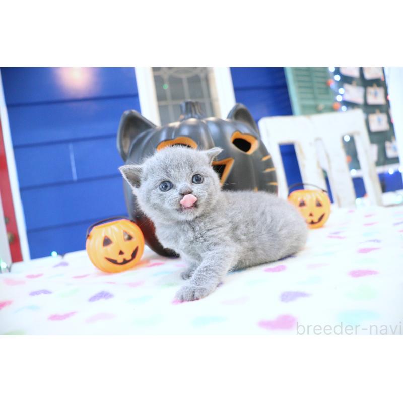 販売中の大阪府のブリティッシュショートヘア-130944の8枚目