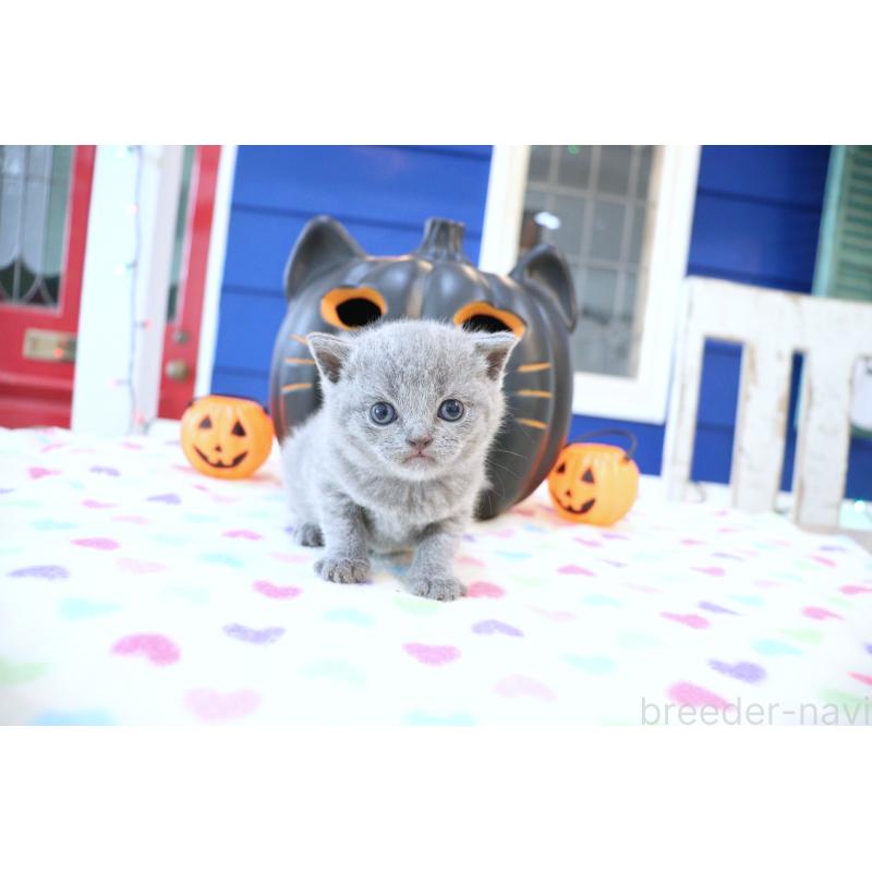 販売中の大阪府のブリティッシュショートヘア-130944の7枚目