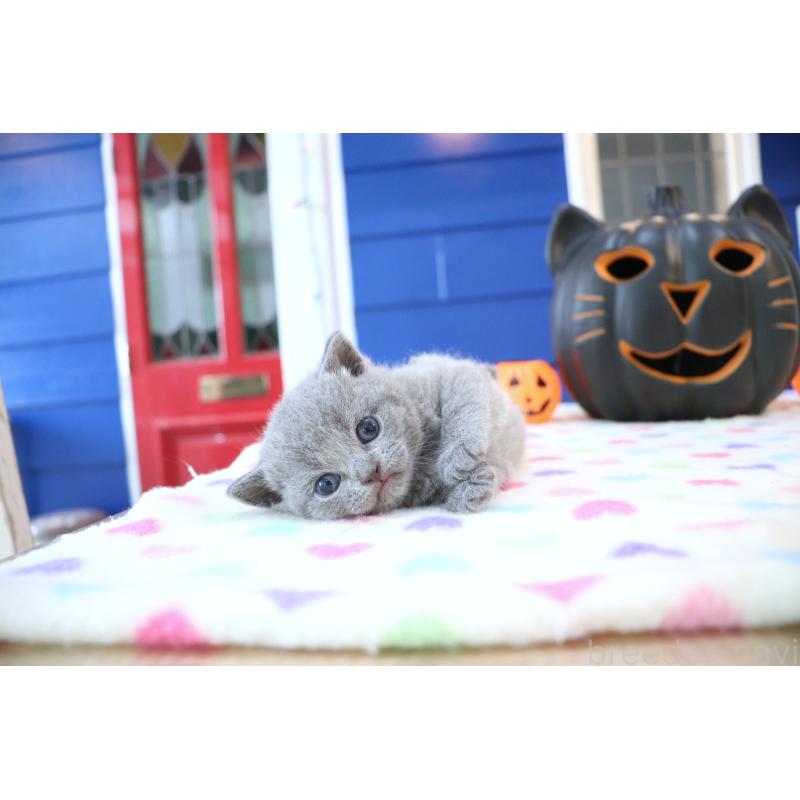 販売中の大阪府のブリティッシュショートヘア-130944の6枚目