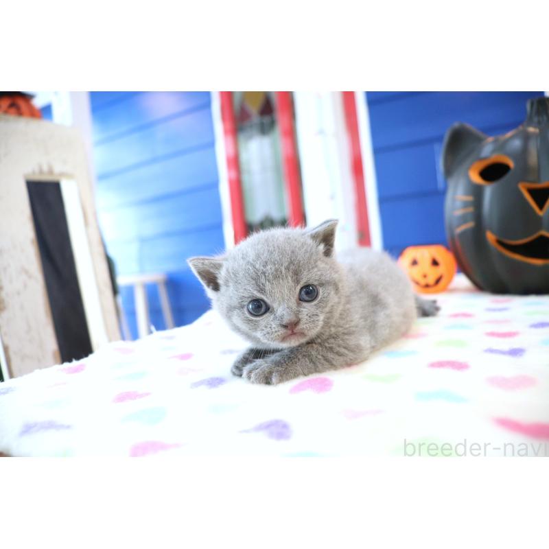 販売中の大阪府のブリティッシュショートヘア-130944の5枚目