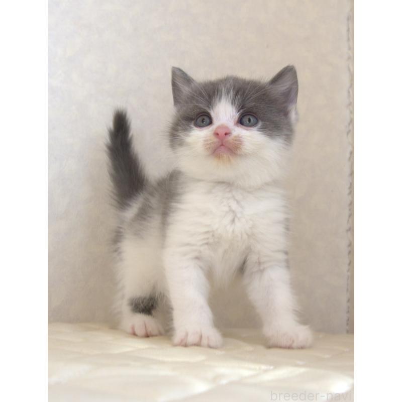 販売中の静岡県のブリティッシュショートヘア-129201の15枚目