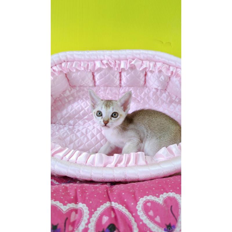 販売中の埼玉県のシンガプーラ-130942の5枚目