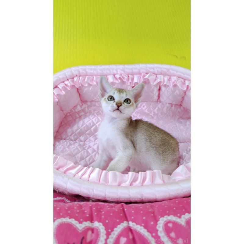 販売中の埼玉県のシンガプーラ-130942の4枚目