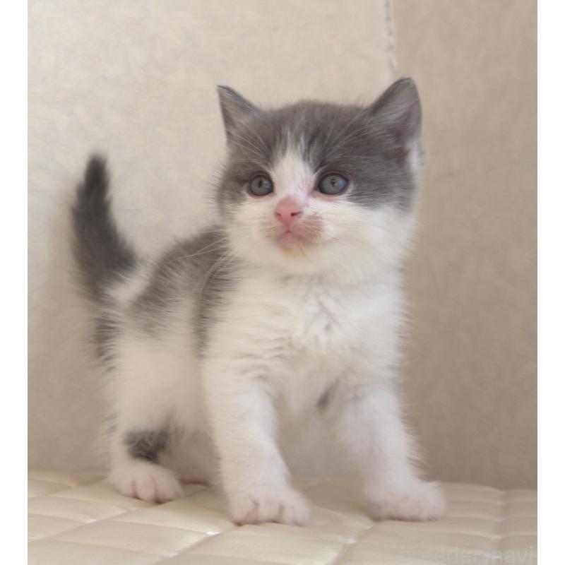 販売中の静岡県のブリティッシュショートヘア-129201の14枚目