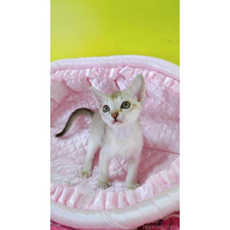 販売中の埼玉県のシンガプーラ-130942の3枚目