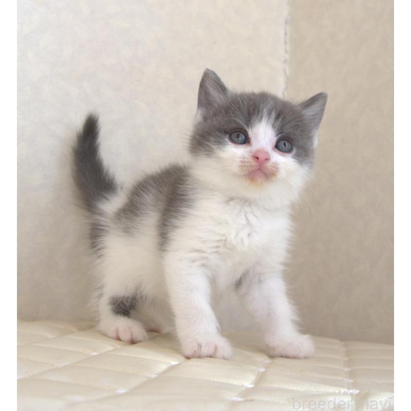 販売中の静岡県のブリティッシュショートヘア-129201の13枚目