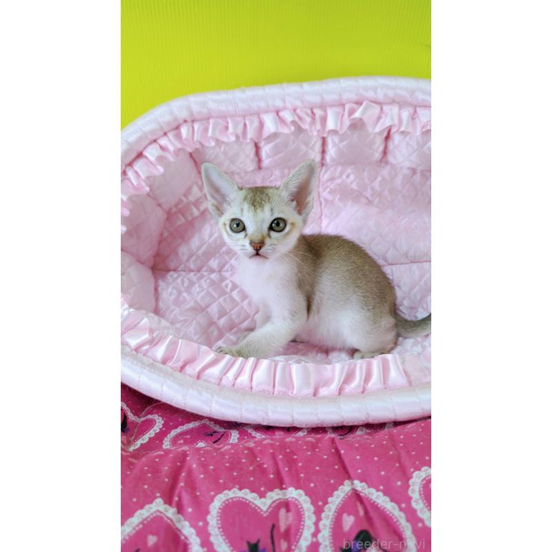 販売中の埼玉県のシンガプーラ-130942の2枚目