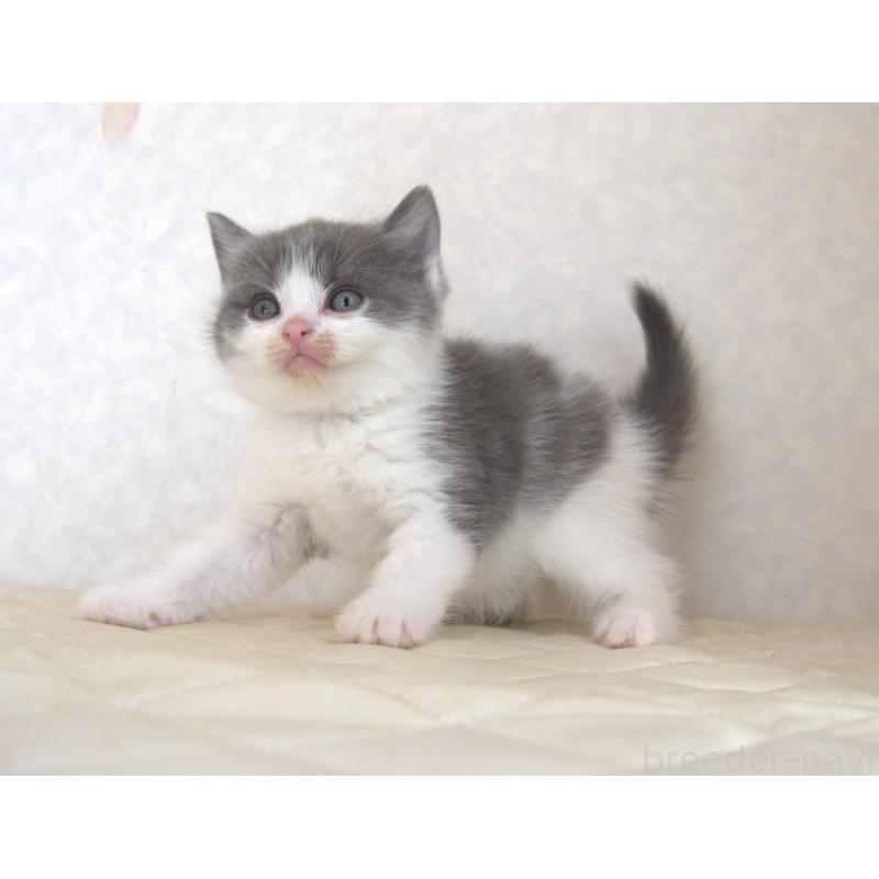 販売中の静岡県のブリティッシュショートヘア-129201の12枚目