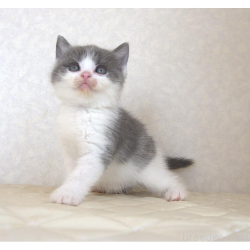 販売中の静岡県のブリティッシュショートヘア-129201の11枚目