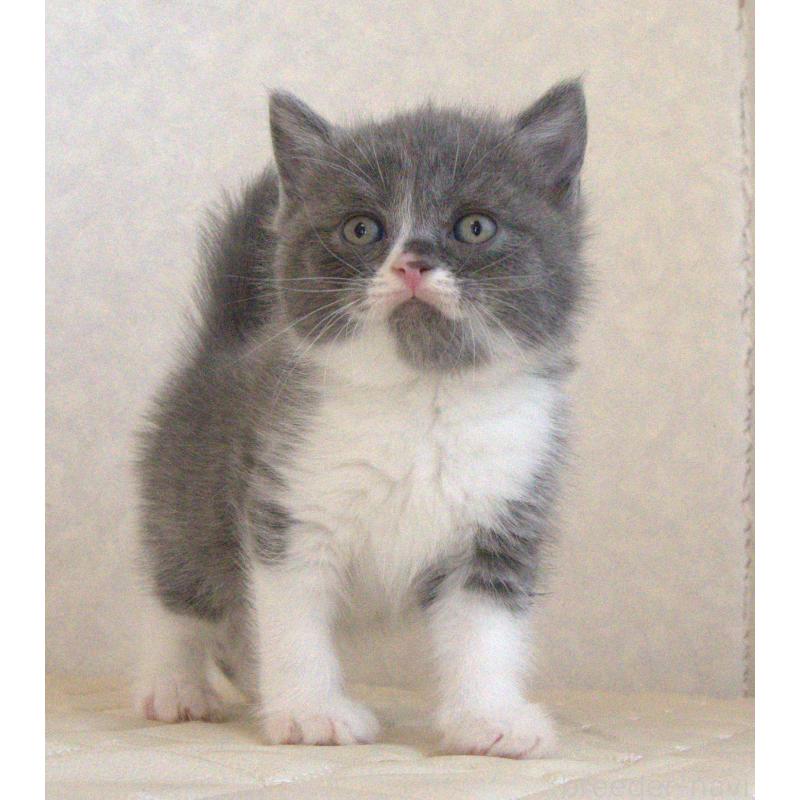 販売中の静岡県のブリティッシュショートヘア-129203の12枚目