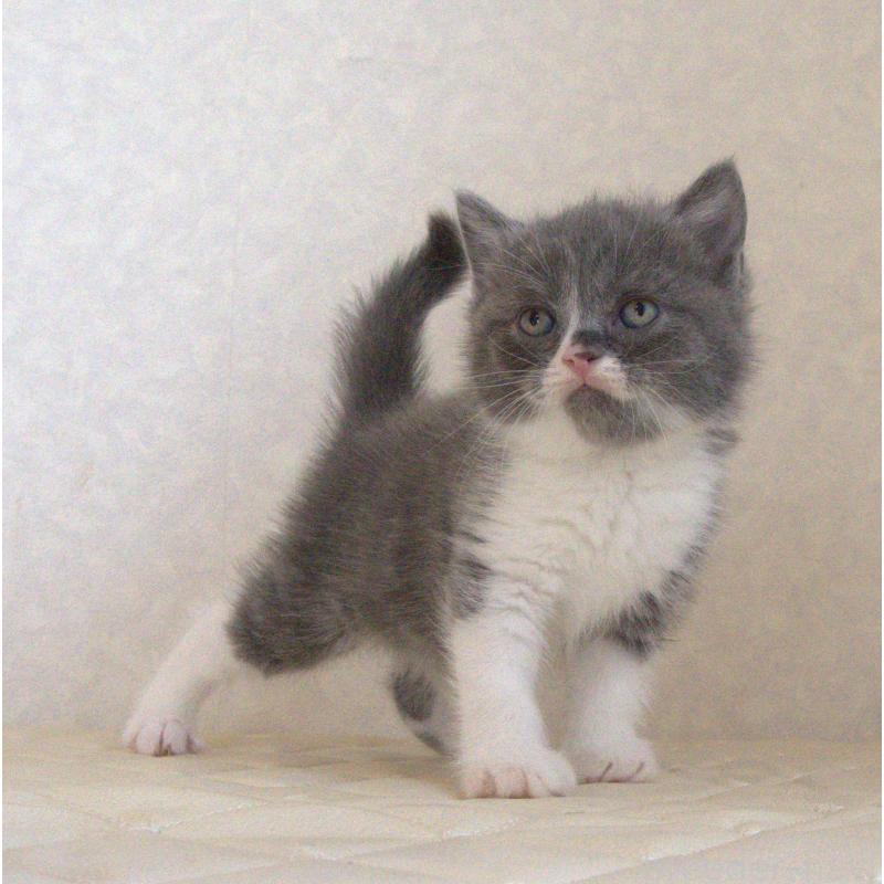 販売中の静岡県のブリティッシュショートヘア-129203の11枚目