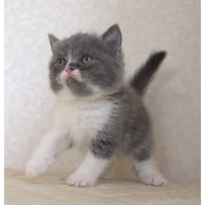 販売中の静岡県のブリティッシュショートヘア-129203の10枚目