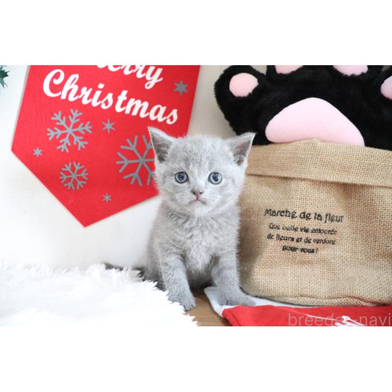 販売中の大阪府のブリティッシュショートヘア-130944