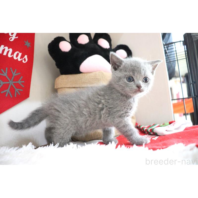 販売中の大阪府のブリティッシュショートヘア-130944の4枚目