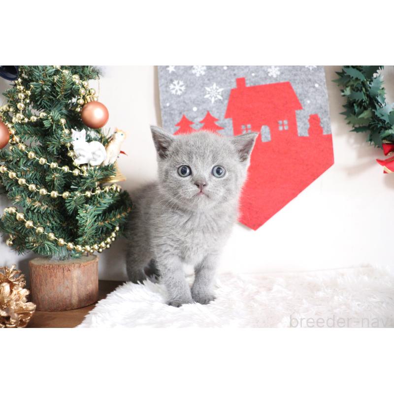 販売中の大阪府のブリティッシュショートヘア-130944の3枚目