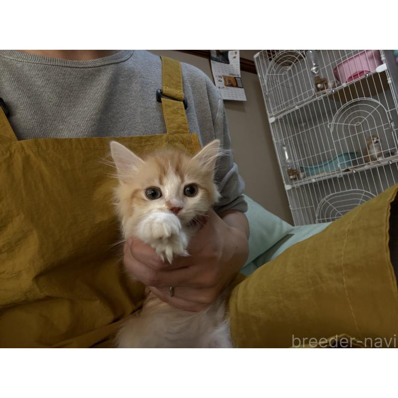 販売中の広島県のミヌエット-130943の4枚目