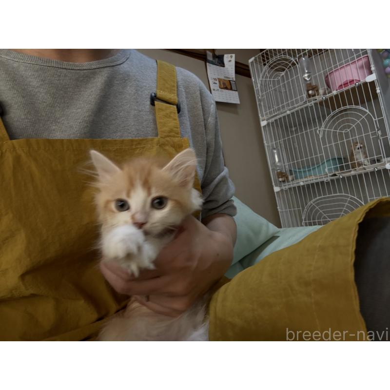 販売中の広島県のミヌエット-130943の3枚目