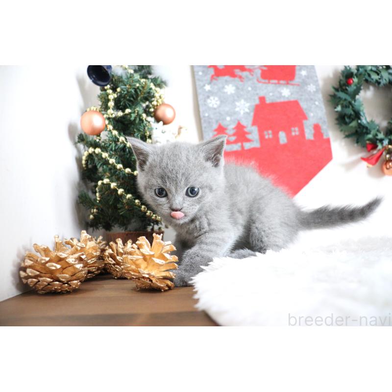 販売中の大阪府のブリティッシュショートヘア-130944の2枚目