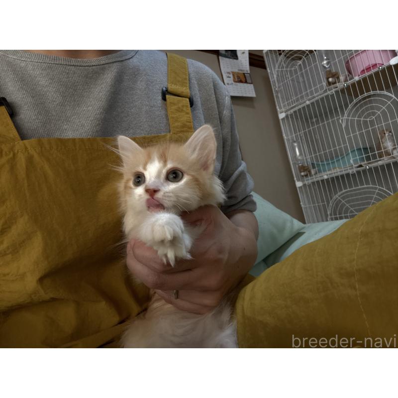 販売中の広島県のミヌエット-130943の2枚目