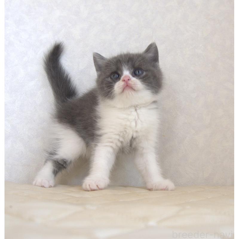 販売中の静岡県のブリティッシュショートヘア-129202の13枚目