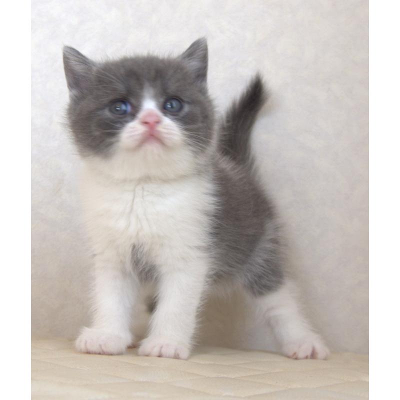 販売中の静岡県のブリティッシュショートヘア-129202の12枚目