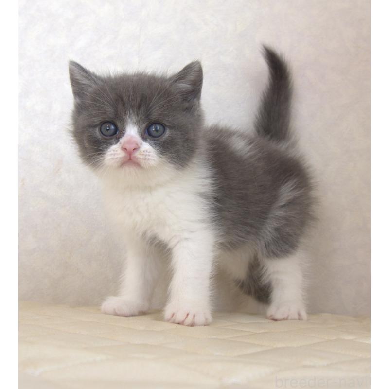 販売中の静岡県のブリティッシュショートヘア-129202の11枚目