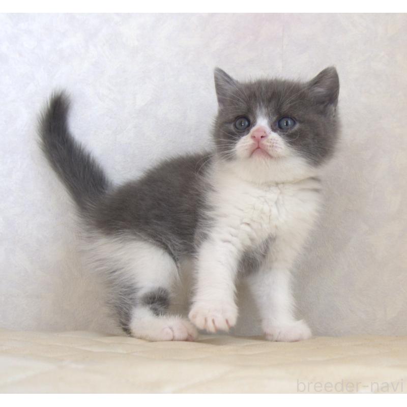 販売中の静岡県のブリティッシュショートヘア-129202の10枚目