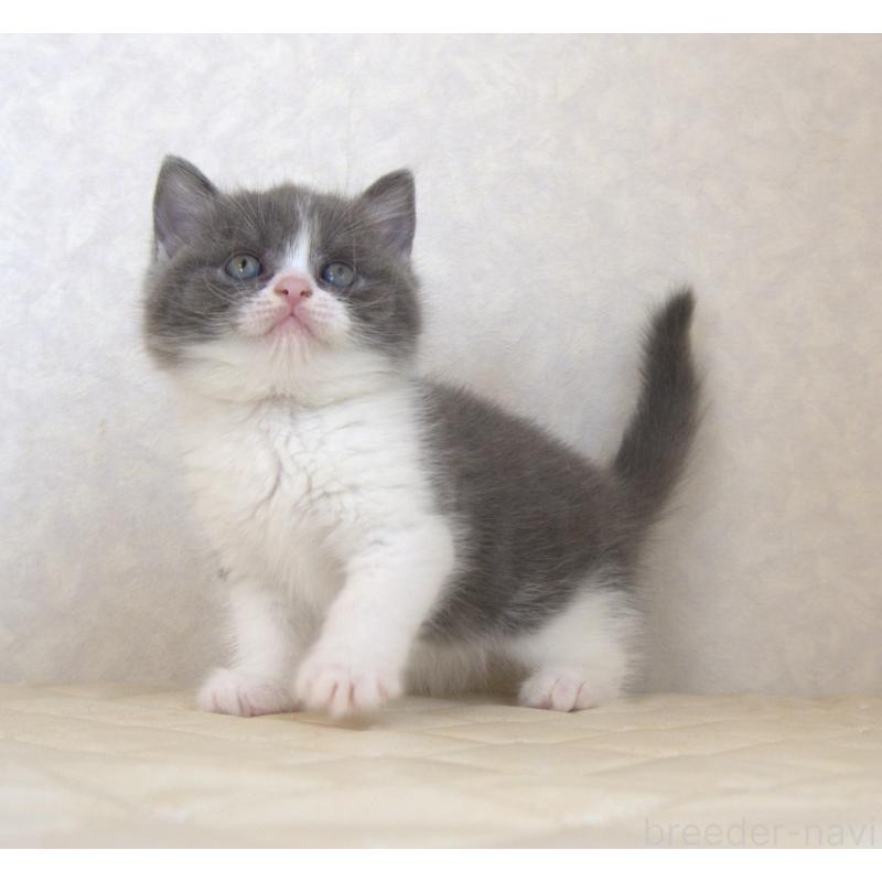 販売中の静岡県のブリティッシュショートヘア-129204の15枚目