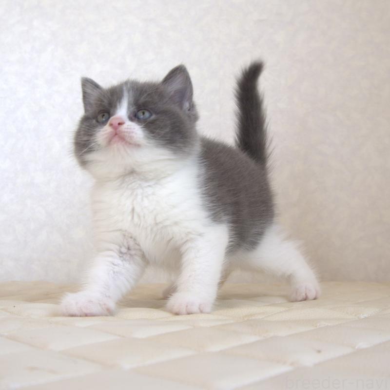 販売中の静岡県のブリティッシュショートヘア-129204の14枚目