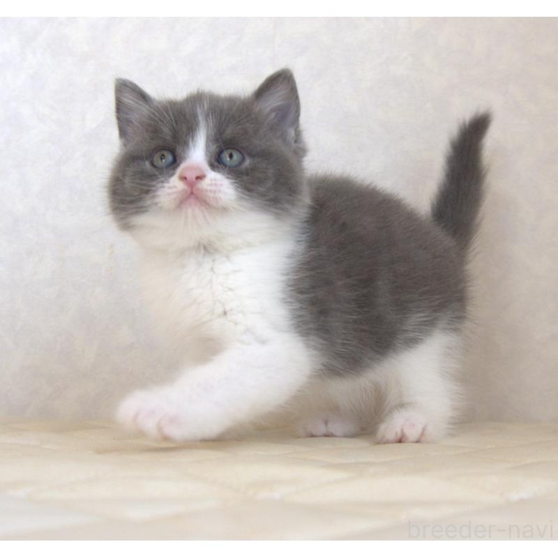 販売中の静岡県のブリティッシュショートヘア-129204の13枚目