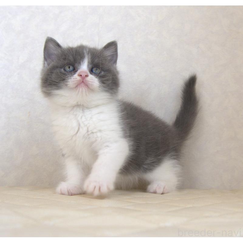 販売中の静岡県のブリティッシュショートヘア-129204の12枚目