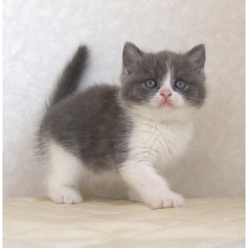 販売中の静岡県のブリティッシュショートヘア-129204の11枚目