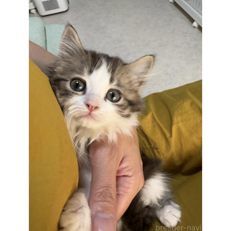 販売中の広島県のミヌエット-130945の14枚目