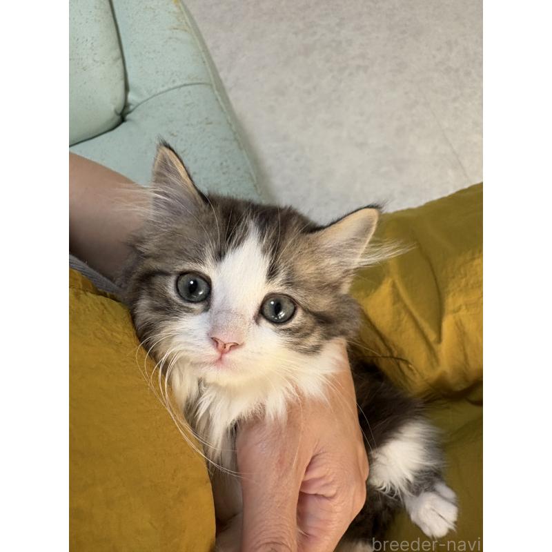 販売中の広島県のミヌエット-130945の13枚目