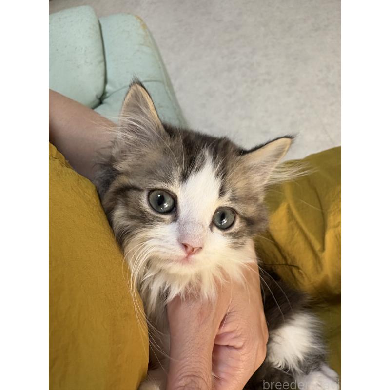 販売中の広島県のミヌエット-130945の12枚目