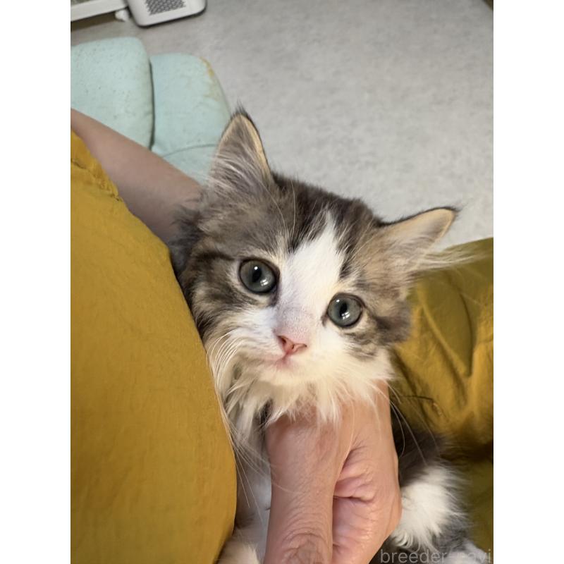 販売中の広島県のミヌエット-130945の11枚目