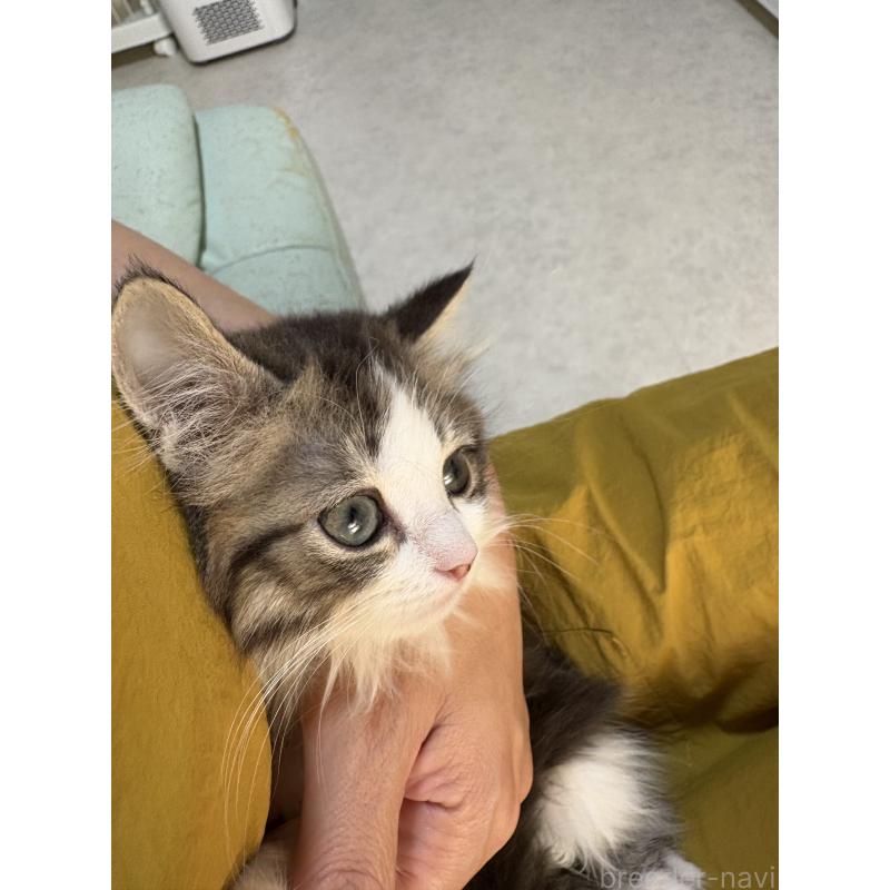 販売中の広島県のミヌエット-130945の10枚目