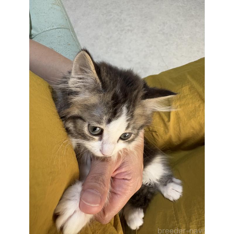 販売中の広島県のミヌエット-130945の9枚目