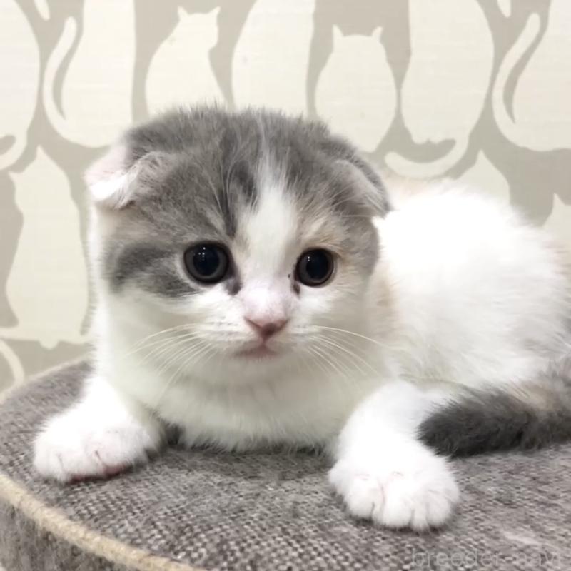 販売中の愛知県のスコティッシュフォールド(折れ耳)-130946の1枚目